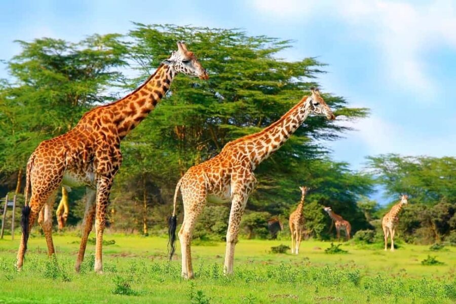 From Nairobi: Mt Longonot Hiking Day Tour - Detailed Breakdown: Why This Tour Offers Good Value