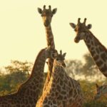 From Nairobi: Nairobi Giraffe Centre Guided Tour - Learning and Conservation
