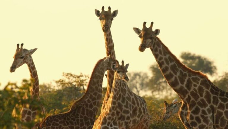From Nairobi: Nairobi Giraffe Centre Guided Tour - Learning and Conservation