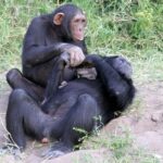 From Nairobi: Ol Pejeta Conservancy Day Trip with Game Drive - What the Tour Includes and What to Keep in Mind