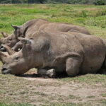 From Nairobi: Ol Pejeta Conservancy Day Trip with Game Drive - The Details: Making the Most of Your Day