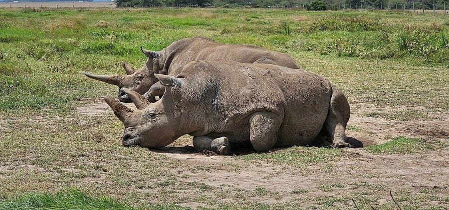 From Nairobi: Ol Pejeta Conservancy Day Trip with Game Drive - The Details: Making the Most of Your Day