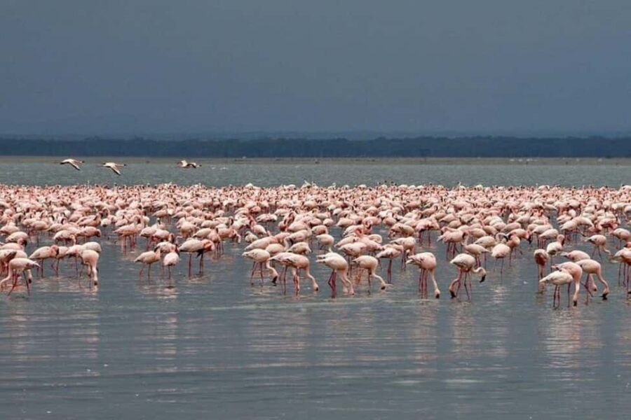 From Nairobi: Overnight Lake Nakuru and Hells Gate - Discovering the Scenic Drive from Nairobi