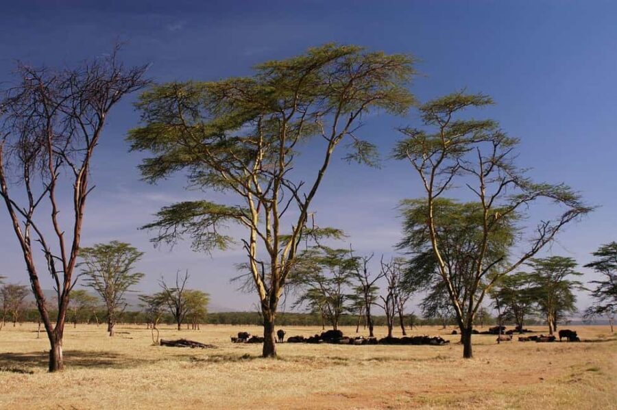 From Nairobi: Overnight Lake Nakuru & Hell's Gate Park - What the Tour Includes and Why It Matters