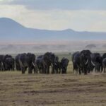 From Nairobi: Overnight Safari to Amboseli Park - The Game Drives: Wildlife in Action