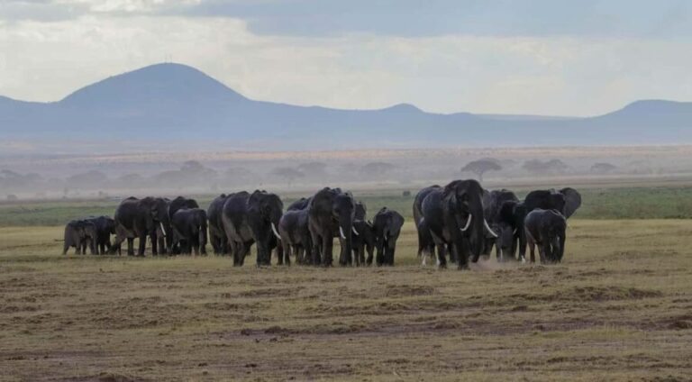 From Nairobi: Overnight Safari to Amboseli Park - The Game Drives: Wildlife in Action