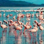 From Nairobi Safari: 4-Day Maasai Mara and Lake Nakuru - The Experience: Value, Comfort, and Authenticity