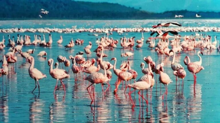 From Nairobi Safari: 4-Day Maasai Mara and Lake Nakuru - The Experience: Value, Comfort, and Authenticity