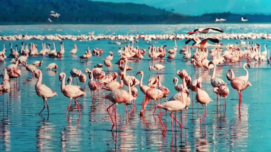 From Nairobi Safari: 4-Day Maasai Mara and Lake Nakuru - The Experience: Value, Comfort, and Authenticity