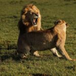 From Nairobi: Soroi Lions Bluff 3-day Safari & Accommodation - An In-Depth Look at the Safari Experience