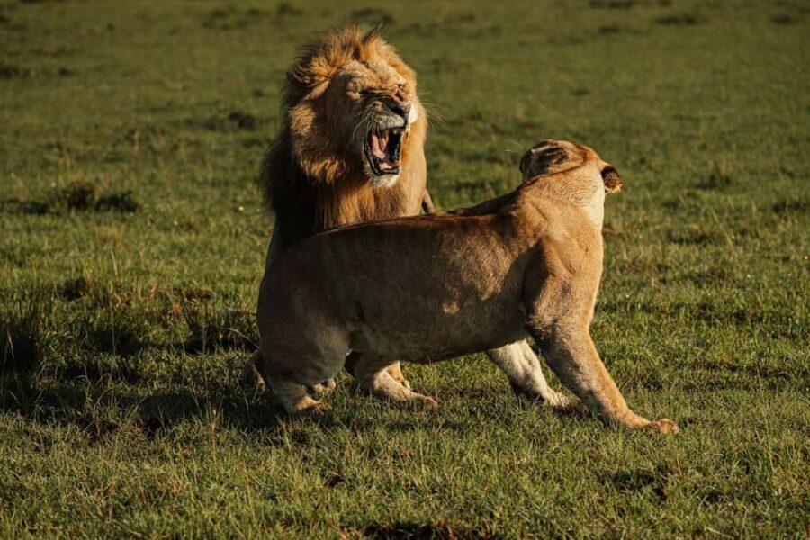 From Nairobi: Soroi Lions Bluff 3-day Safari & Accommodation - An In-Depth Look at the Safari Experience