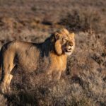 From Nairobi:3 Days 2 Nights Masai Mara Group Joining Safari - What Does the Price Cover — and What Costs Extra?