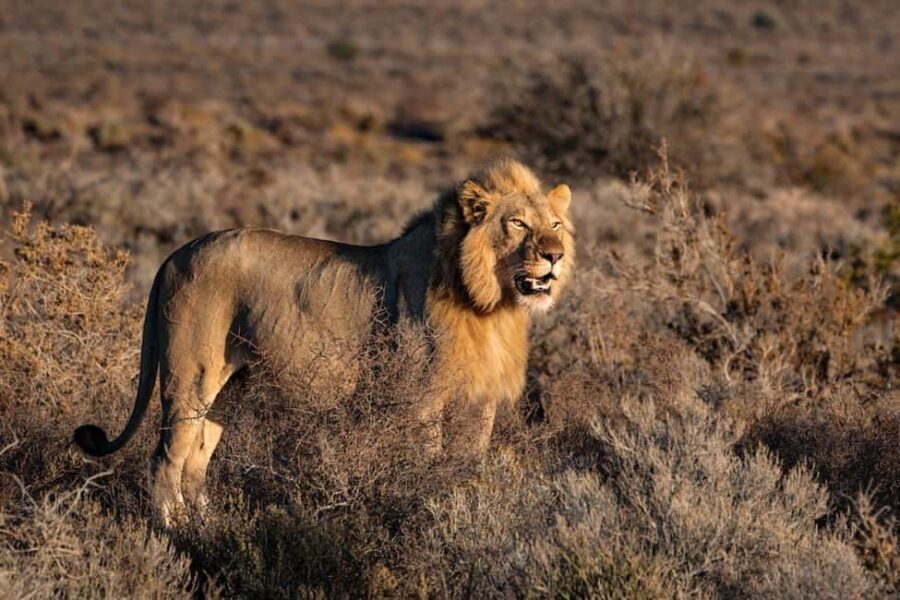 From Nairobi:3 Days 2 Nights Masai Mara Group Joining Safari - What Does the Price Cover — and What Costs Extra?