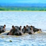 From Nairobi:Full Day Tour to Hells Gate National Park - What’s Included and What to Budget For
