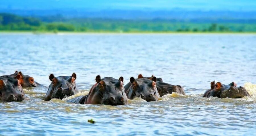 From Nairobi:Full Day Tour to Hells Gate National Park - What’s Included and What to Budget For