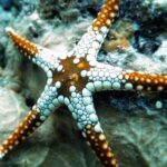 From Nugwi / Kendwa: Half Day Mnemba Island Tour - Arriving at Mnemba Atoll: The Sandbank and Snorkeling