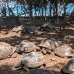From Nungwi/Kendwa: Prison Island & Nakupenda Sandbank Tour - A Deep Dive into the Tour Experience