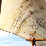 From Nungwi : Mnemba Boat Trip and Dolphin Snorkel Adventure - The Value and Realities of the Tour