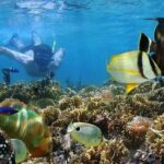 From Nungwi: Mnemba Dolphin and Snorkeling Tour - Exploring the Itinerary in Detail