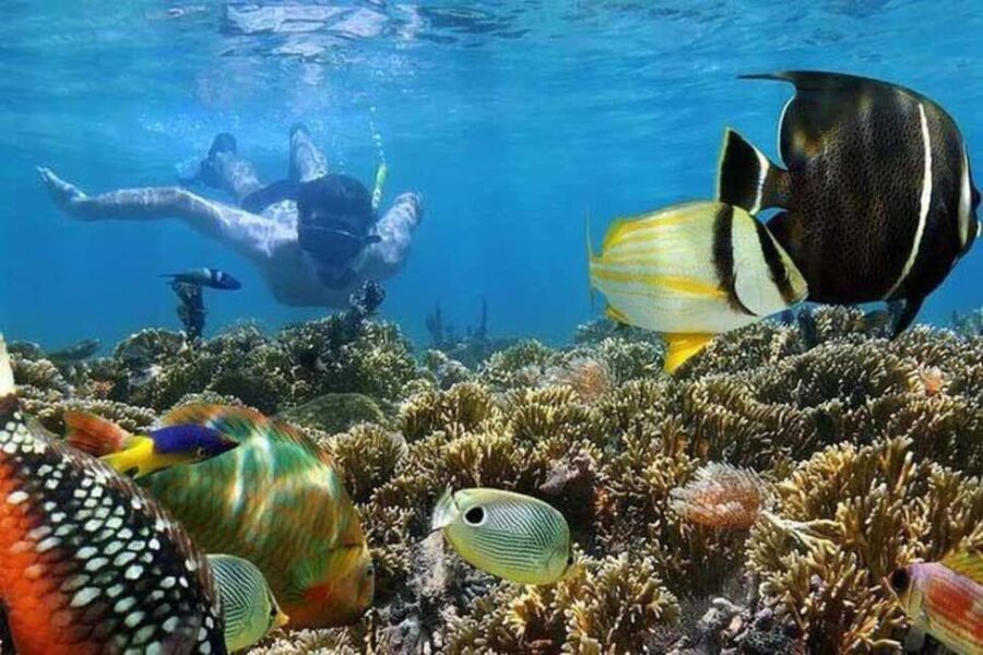 From Nungwi: Mnemba Dolphin and Snorkeling Tour - Exploring the Itinerary in Detail