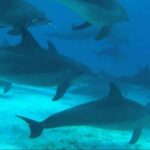 FROM NUNGWI; MNEMBA SNORKELING AND DOLPHIN TOUR - The Value and Practicalities