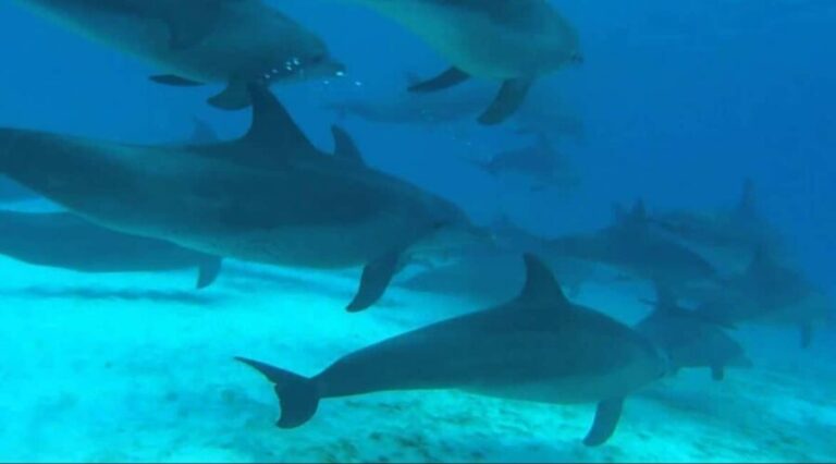 FROM NUNGWI; MNEMBA SNORKELING AND DOLPHIN TOUR - The Value and Practicalities