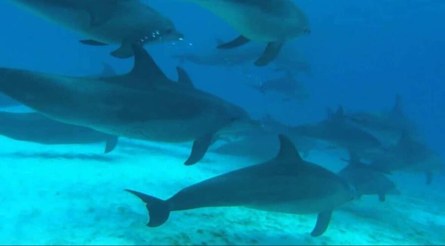FROM NUNGWI; MNEMBA SNORKELING AND DOLPHIN TOUR - The Value and Practicalities