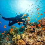 FROM NUNGWI : PRISON ISLAND AND NAKUPENDA SANDBNK WITH LUNCH - What Makes This Tour Special?