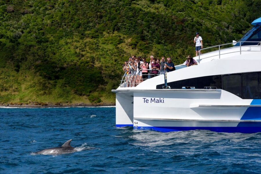 From Paihia: Day in the Bay - Full-Day Bay of Islands Cruise - What Makes This Tour Stand Out?
