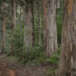 From Pemberton: Half-Day Beach and Forest Eco Adventure - Venture into the Landlocked Yeagarup Dunes