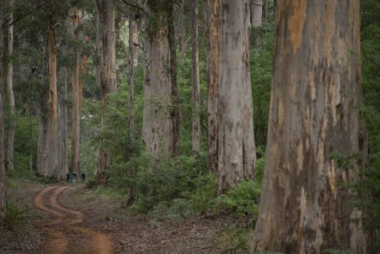 From Pemberton: Half-Day Beach and Forest Eco Adventure - Venture into the Landlocked Yeagarup Dunes
