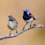 From Perth: Australian Animal Night Safari - Transportation, Duration, and Practicalities