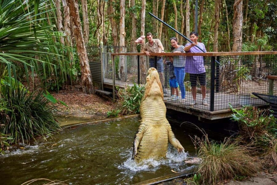 From Port Douglas: Hartley's Crocodile Park, Skyrail & Train - Transportation, Timing, and Practicalities