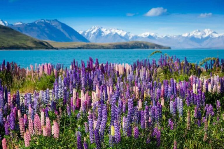 From Queenstown: Half-Day Guided Tour to Mount Cook - The Value and Practicalities