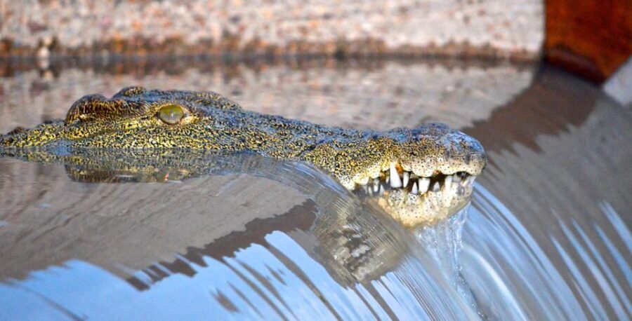From Richards Bay: Guided St Lucia Estuary Boat Safari - What This Tour Offers in Terms of Value