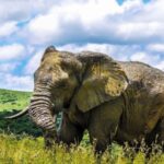 From Richards Bay: Hluhluwe Imfolozi Game Reserve Day Trip - The Price & Its Value