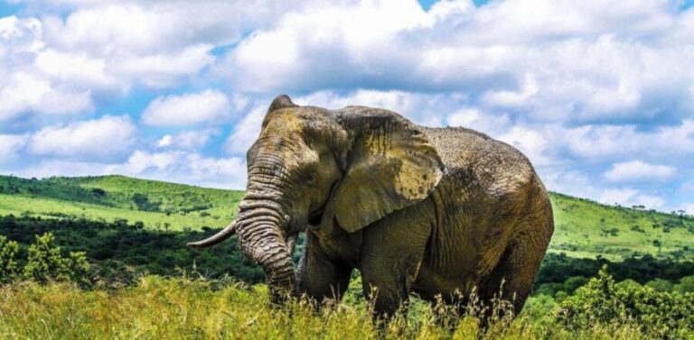 From Richards Bay: Hluhluwe Imfolozi Game Reserve Day Trip - The Price & Its Value