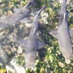 From Santa Maria: Natural Pools & Shark Bay Private Day Trip - Value and Practical Considerations