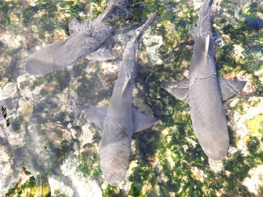 From Santa Maria: Natural Pools & Shark Bay Private Day Trip - Value and Practical Considerations