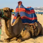 From Seville: Gibraltar and Tangier 2-Day Trip with Hotel - Transportation and Guides: What to Expect