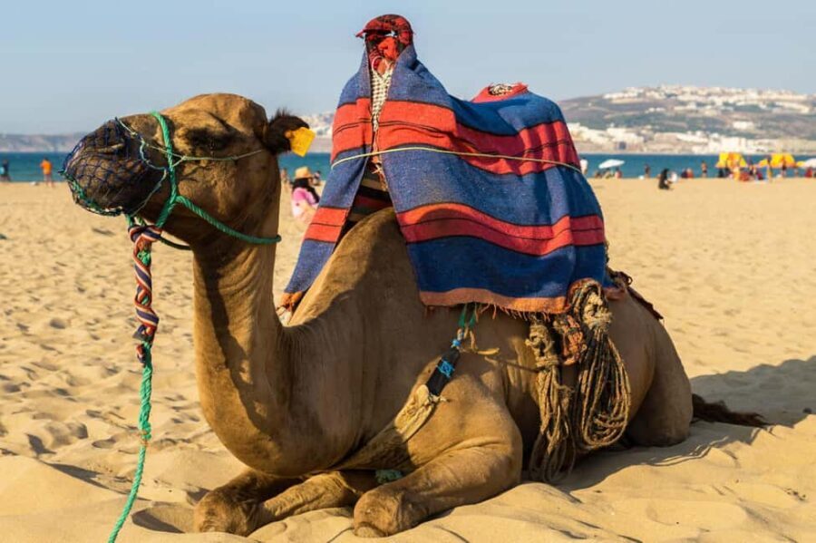 From Seville: Gibraltar and Tangier 2-Day Trip with Hotel - Transportation and Guides: What to Expect