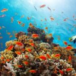 From Sharm El Sheikh: Snorkeling Tour to Ras Mohamed by Bus - What Makes This Tour Special?