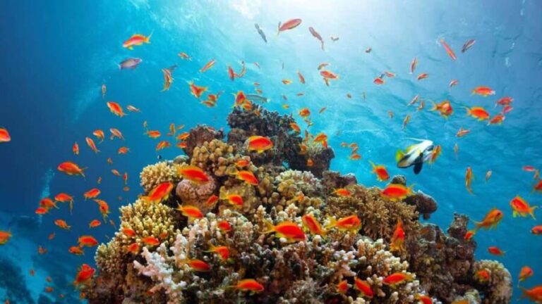 From Sharm El Sheikh: Snorkeling Tour to Ras Mohamed by Bus - What Makes This Tour Special?