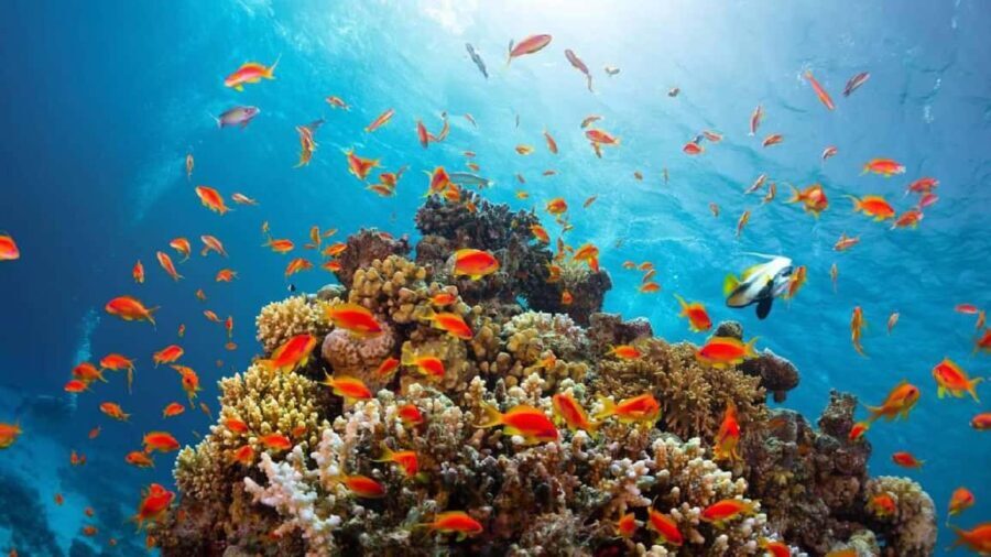 From Sharm El Sheikh: Snorkeling Tour to Ras Mohamed by Bus - What Makes This Tour Special?