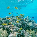 From Sharm: White Island and Ras Mohamed Snorkeling Trip - What Makes this Tour Special?