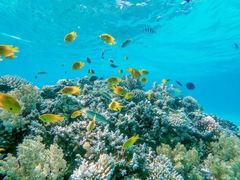 From Sharm: White Island and Ras Mohamed Snorkeling Trip - What Makes this Tour Special?