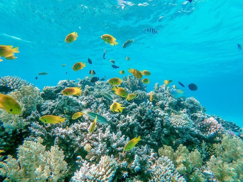 From Sharm: White Island and Ras Mohamed Snorkeling Trip - What Makes this Tour Special?