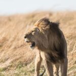 From South Africa: Lion and Safari Park Half-Day Tour - Who Will Love This Tour?