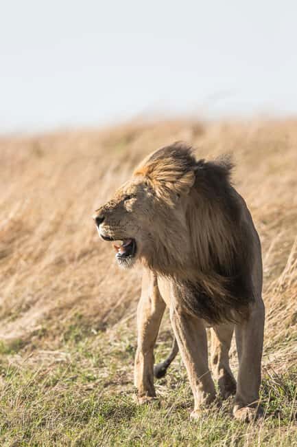 From South Africa: Lion and Safari Park Half-Day Tour - Who Will Love This Tour?