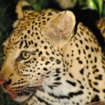From St Lucia: iSimangaliso Wetland Park Night Drive Safari - An Authentic Nighttime Safari Experience